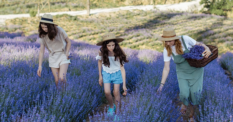 Mother and daughters picking lavender
